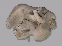 儒艮骨骼藏品圖，第3張